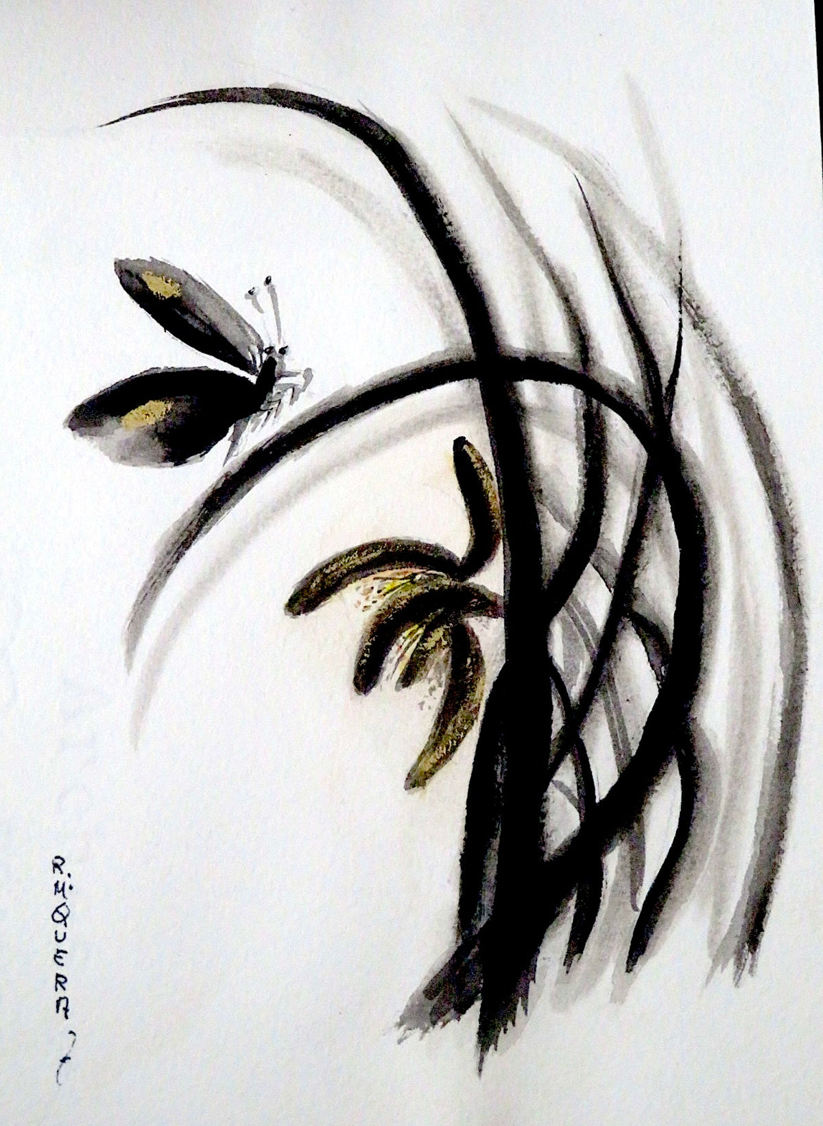 Serie Orquidias 001